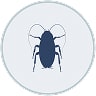 Articles sur les insectes