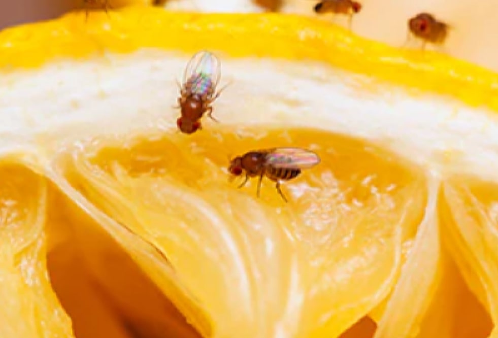 Les mouches et moucherons